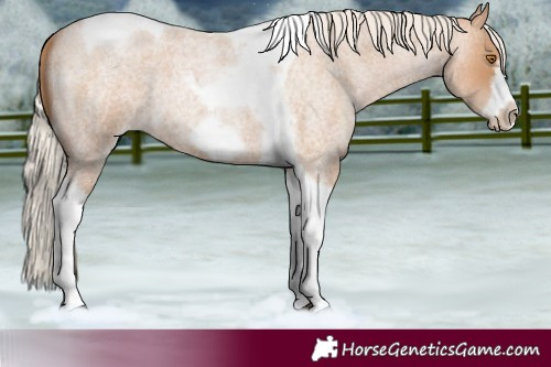 Horse Color:Silver Blue Roan Pearl Tobiano Frame