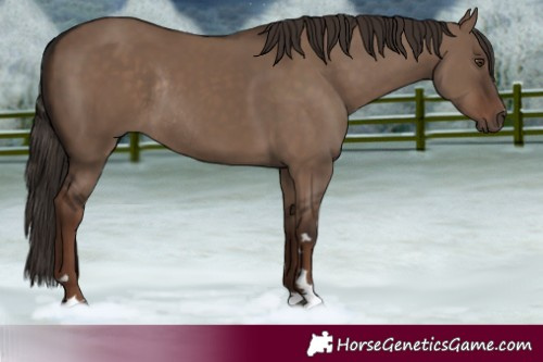 Horse Color:Liver Red Dun Rabicano 