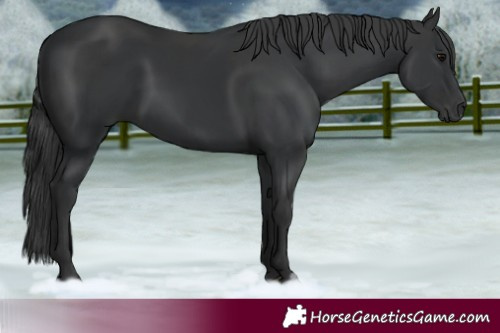 Horse Color:Black and Black