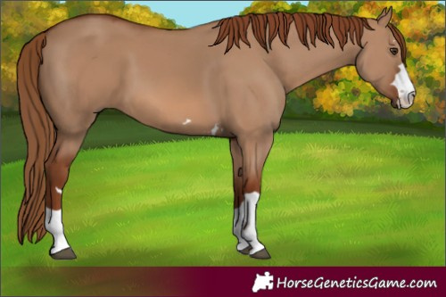 Horse Color:Red Dun