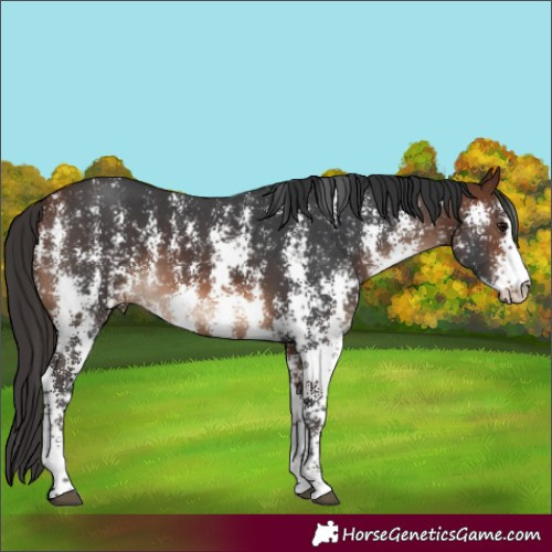 Horse Color:Bay Sabino 