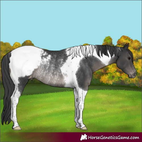 Horse Color:Black Tobiano Snowcap Rabicano