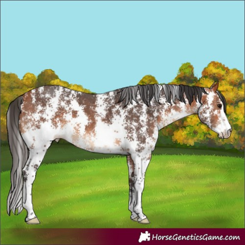 Horse Color:Bay Sabino 
