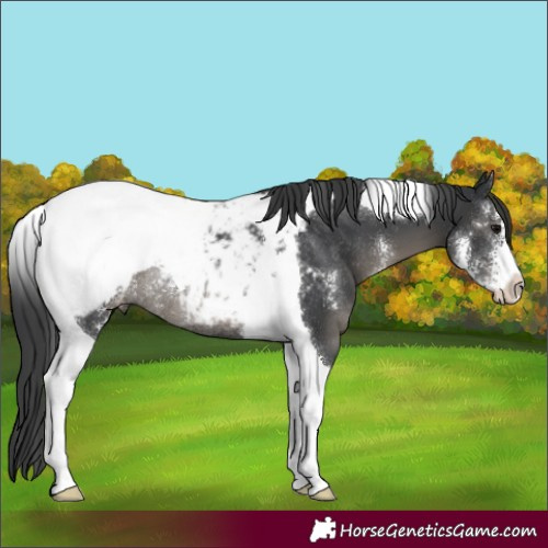 Horse Color:Black Sabino Tobiano Near Fewspot Rabicano 