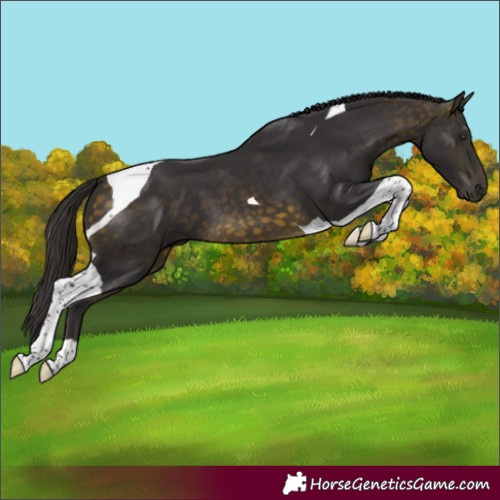 Horse Color:Buckskin Tobiano 