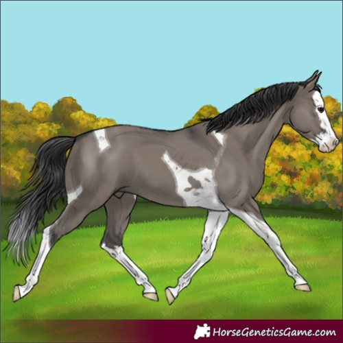 Horse Color:Grullo Splash Tobiano 