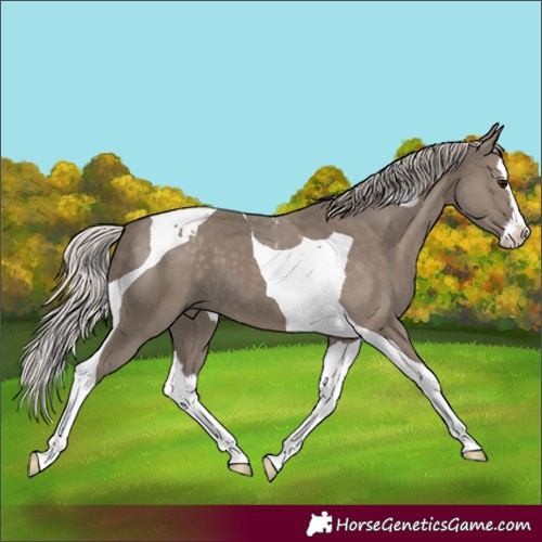 Horse Color:Silver Grullo Splash Tobiano 