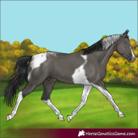 Horse Color:Grullo Splash Tobiano Frame