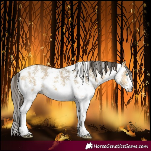 Horse Color:Buckskin Dun Mushroom Sabino 