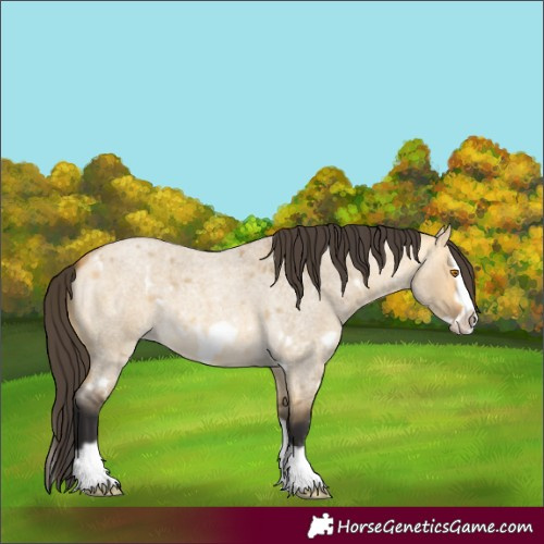 Horse Color:White Spotted Buckskin Roan Dun Splash Frame