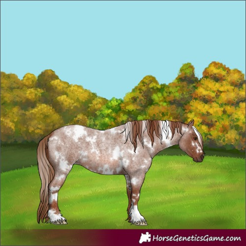 Horse Color:White Spotted Red Roan