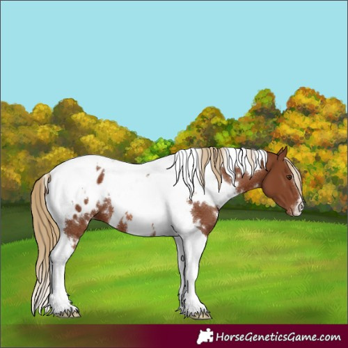 Horse Color:White Spotted Chestnut Tobiano Blanket