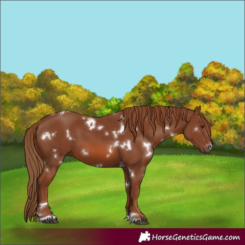 Horse Color:White Spotted Chestnut