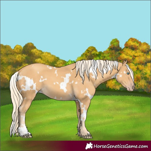 Horse Color:White Spotted Gold Cream Champagne 