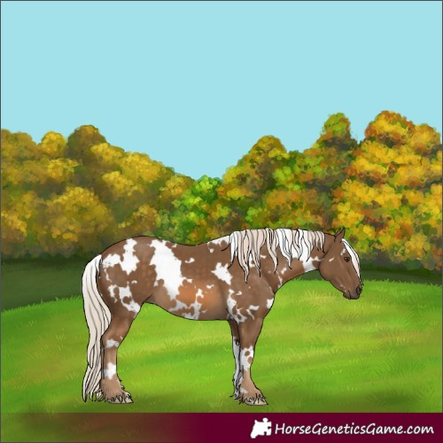 Horse Color:White Spotted Chocolate Palomino 