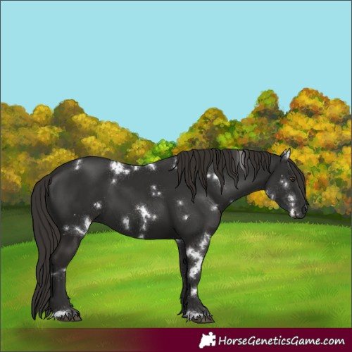 Horse Color:White Spotted Liver Chestnut