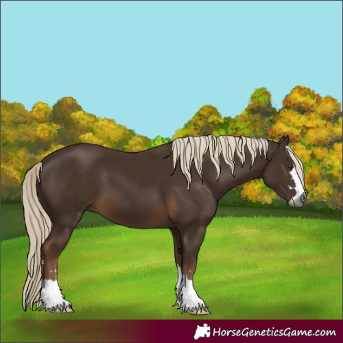 Horse Color:Gray Chocolate Palomino 