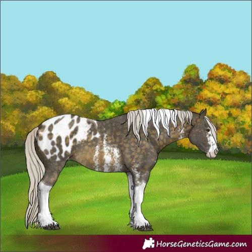 Horse Color:Silver Buckskin Mushroom Sabino Tobiano Blanket