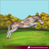 Horse Color:White Spotted Chestnut 