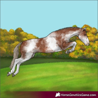 Horse Color:White Spotted Chestnut 