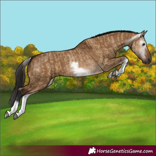 Horse Color:Gray White Spotted Bay Dun Rabicano and Gray White Spotted Bay Dun Rabicano
