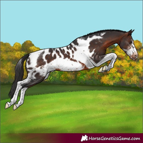 Horse Color:Brown Sabino Tobiano Frame Blanket 