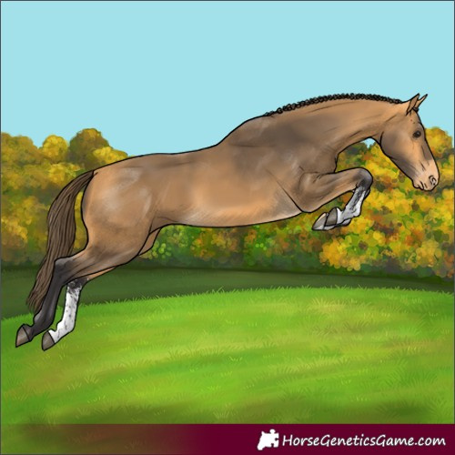 Horse Color:Buckskin Sabino Varnish 
