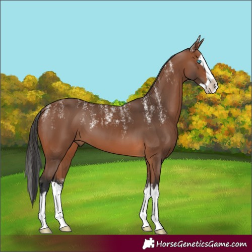 Horse Color:Powder White Bay Splash 