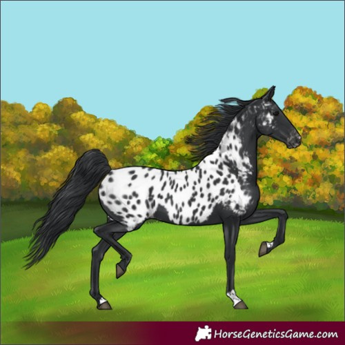 Horse Color:Black Near Leopard