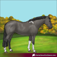 Horse Color:Unknown 