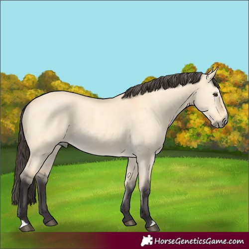 Horse Color:Buckskin Dun 