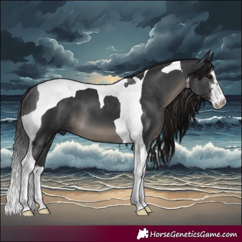 Horse Color:White Spotted Black Tobiano 