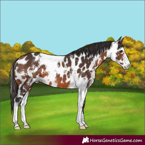Horse Color:Brown Sabino Leopard Rabicano 