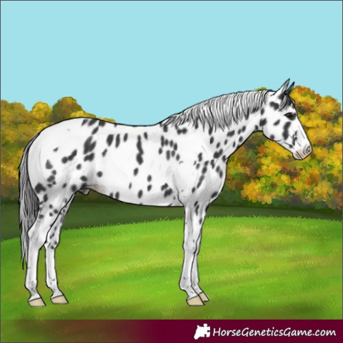Horse Color:Black Tobiano Leopard Rabicano