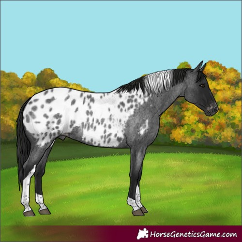 Horse Color:Gray Blue Roan Tobiano Near Leopard Rabicano 