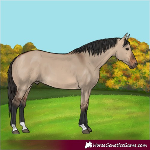 Horse Color:Bay Dun 
