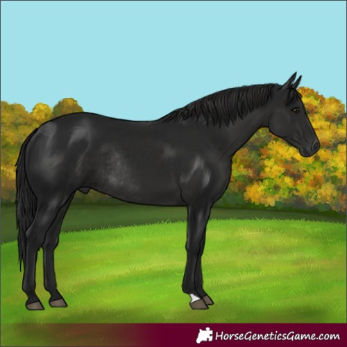 Horse Color:Gray Black Rabicano 