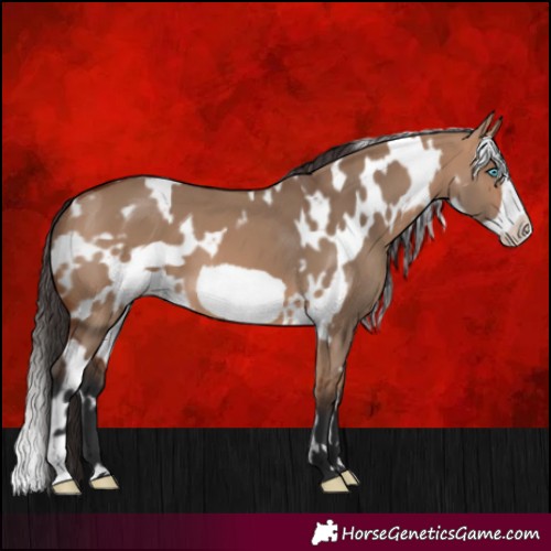 Horse Color:White Spotted Bay Dun Frame