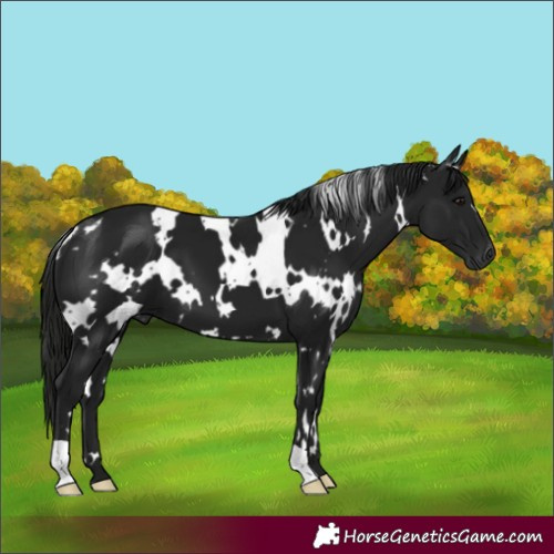 Horse Color:Gray White Spotted Black