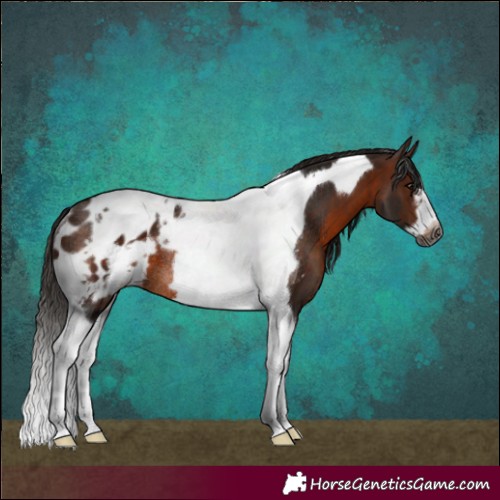 Horse Color:Gray Bay Tobiano Frame Blanket Rabicano 