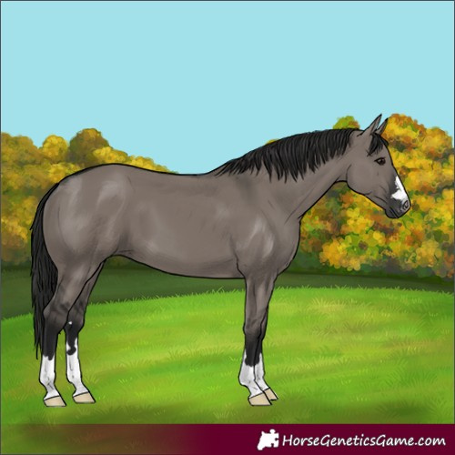 Horse Color:Gray Grullo