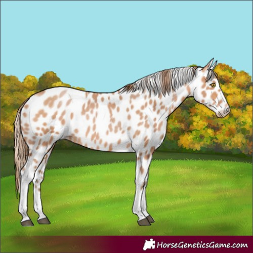 Horse Color:Bay Pearl Tobiano Leopard Rabicano