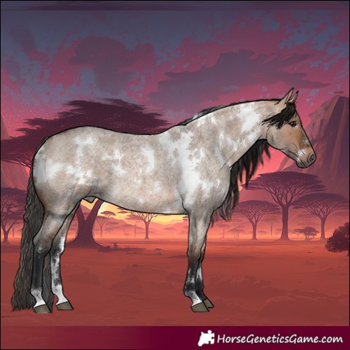 Horse Color:White Spotted Bay Roan Dun 