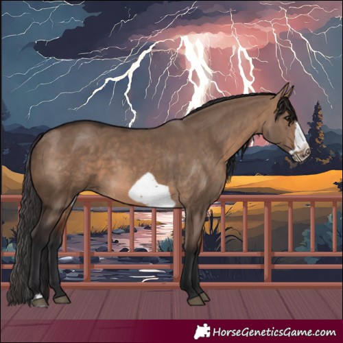 Horse Color:Brown Dun Sabino Frame 