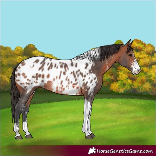 Horse Color:Bay Sabino Tobiano Blanket Rabicano
