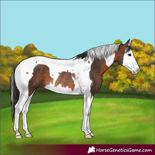 Horse Color:Brown Splash Tobiano Rabicano