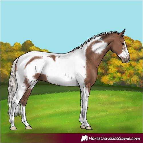 Horse Color:Silver Black Tobiano Frame