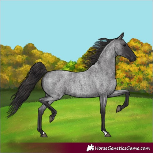 Horse Color:Unknown 