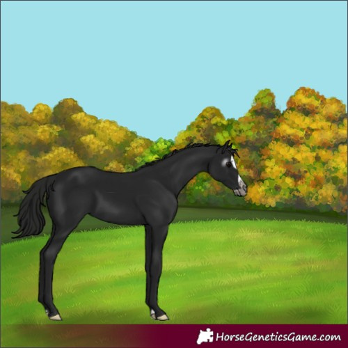 Horse Color:Gray Black Splash 