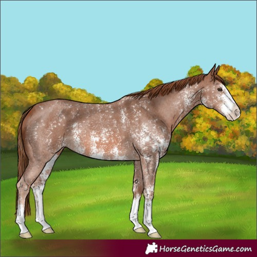 Horse Color:Chestnut Sabino 